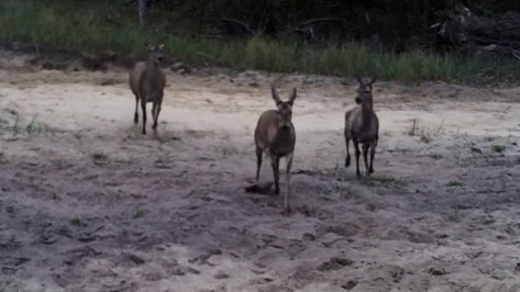 Ревущий благородный олень попал на видео в Воронежском заповеднике 