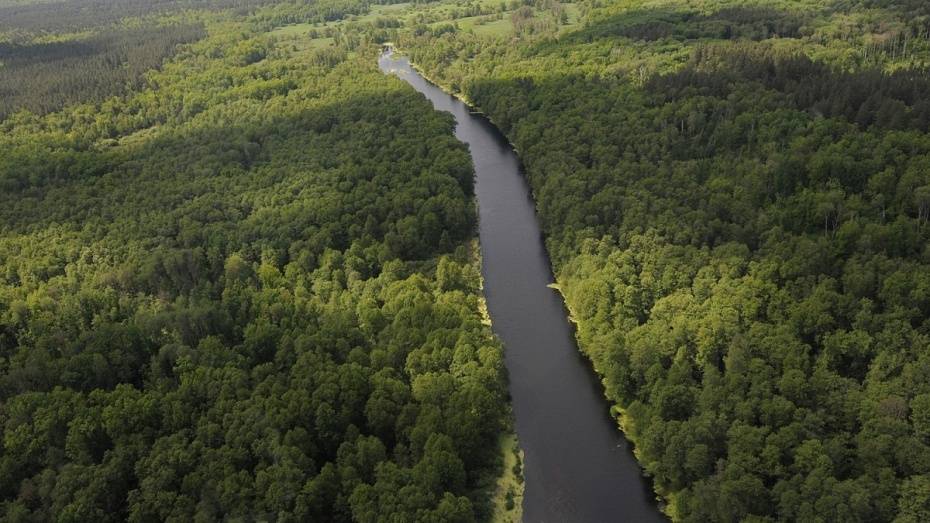 В Воронежской области высадили около 1,2 тыс га нового леса