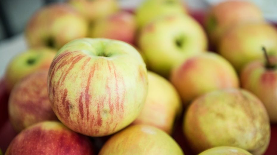 «Острогожсксадопитомник» построит фруктохранилище для воронежских яблок