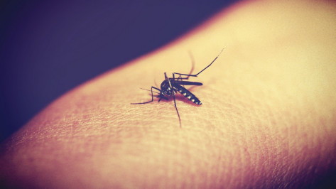 Двое жителей Воронежской области заразились тропической малярией