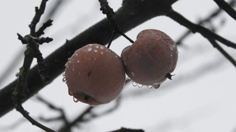 Погодные «качели» спрогнозировали в Воронежской области в конце ноября