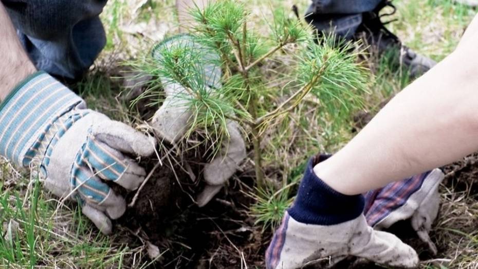 Жителей Хохольского района позвали посадить именные деревья 27 октября