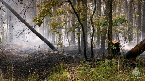 Новый пожар вспыхнул в Воронежском биосферном заповеднике
