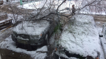 В Воронеже из-за сильного снегопада упало 10 деревьев