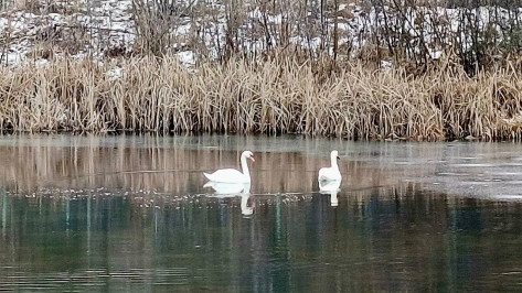 В воронежском селе Перлевка осталась на зиму пара лебедей