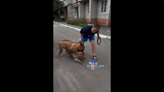 В Воронеже на улице Артамонова домашняя собака чуть не загрызла дворнягу
