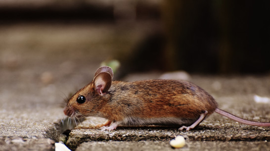 В Воронежской области выявили 6 случаев геморрагической лихорадки с почечным синдромом