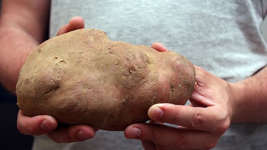 В Новохоперском районе выросла бронзовая картошка 