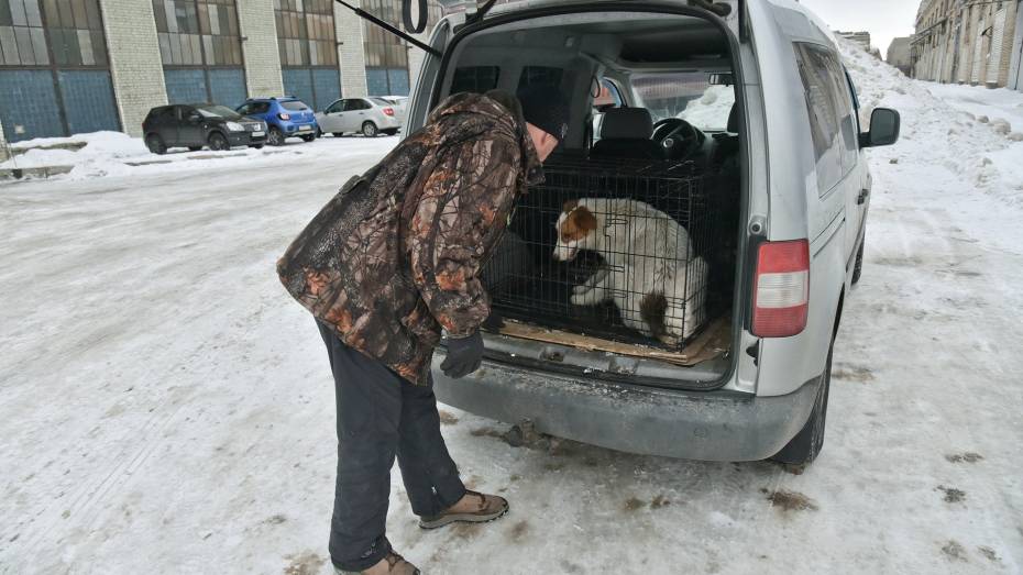 В Воронеже определили места, куда запрещено возвращать бездомных собак после отлова
