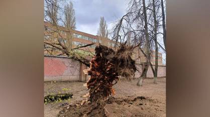 Шквалистый ветер повалил в Воронеже 16 деревьев