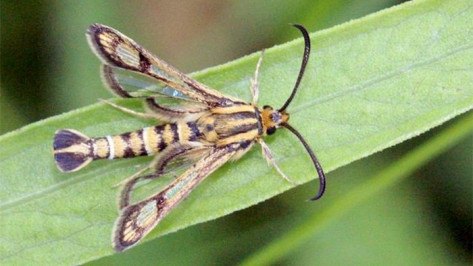 Энтомологи нашли новый для Воронежского заповедника вид бабочки