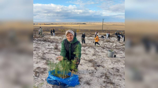 В россошанском селе Новая Калитва высадили 500 краснокнижных меловых сосен