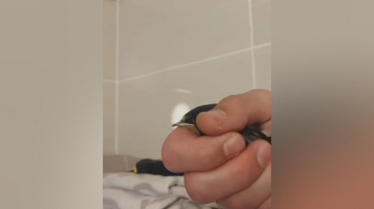 Житель многоэтажки в воронежском микрорайоне Шилово спас застрявшего в вентшахте стрижа