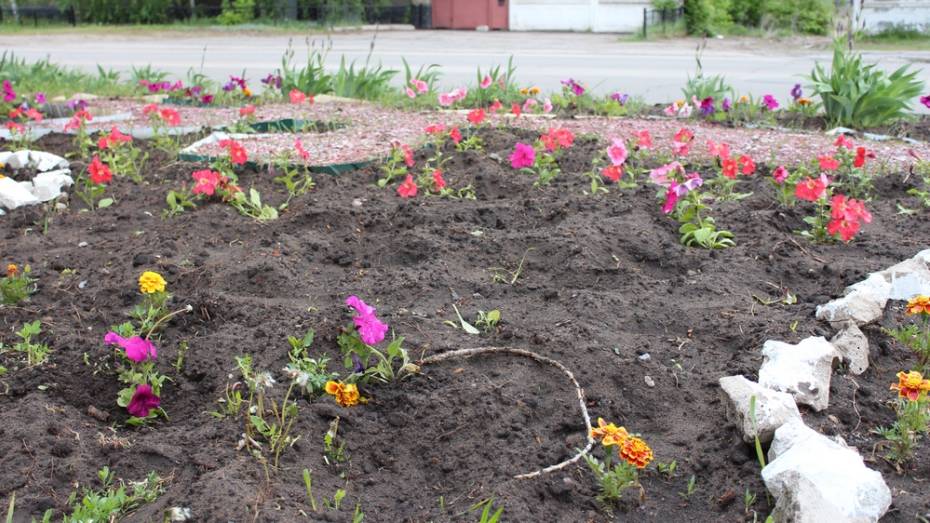 В Лисках неизвестные выкопали 50 петуний с цветочной клумбы библиотеки 