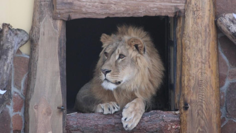 В Воронежском зоопарке африканского льва выпустили в открытый вольер