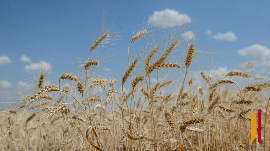 В Воронежской области Россельхознадзор прекратил действие 88 деклараций на 80,9 тыс тонн зерна