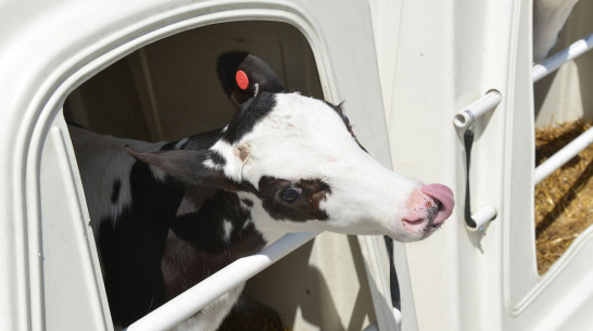 Новые стандарты и ДНК-лаборатории. Что нужно воронежскому племенному животноводству