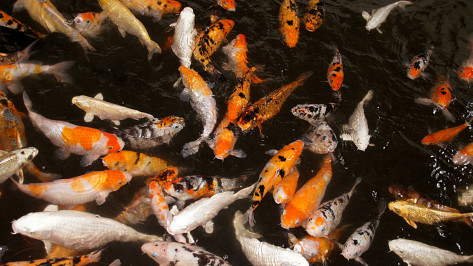 В озере Воронежского центрального парка появились карпы кои