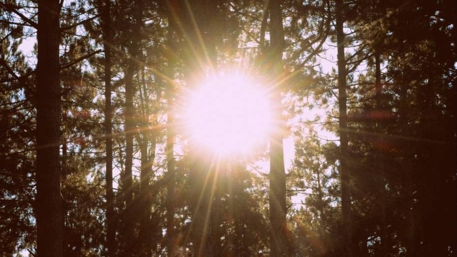 Тепло вернется в Воронеж к концу рабочей недели 