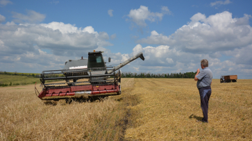 Плоды господдержки. В Острогожском районе выросло производство сельхозпродукции