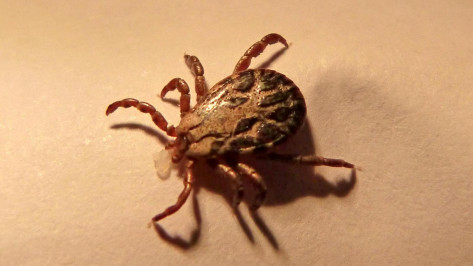 За последнюю неделю еще 173 воронежца пострадали от клещей