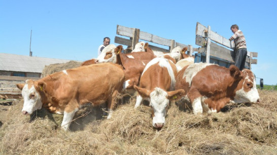 Воронежское облправительство выдаст паспорта селам