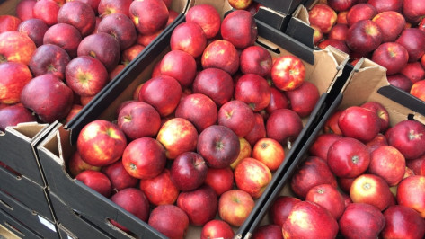 Россельхознадзор уничтожил 273 кг польских яблок в Воронежской области