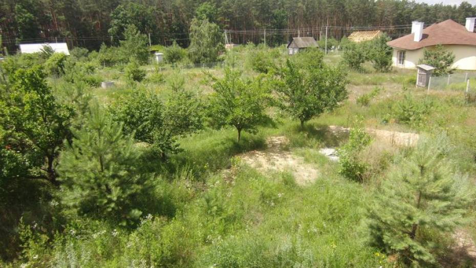 В Рамонском районе самовольно захватили 16 участков в лесу под строительство