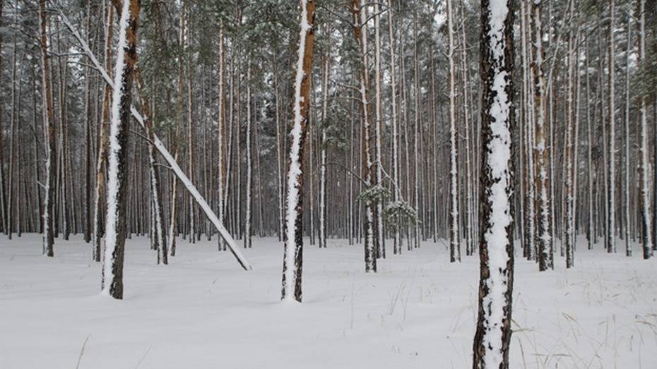Пропавшего в Воронеже 18-летнего курьера «Яндекс.Еды» нашли повешенным на дереве