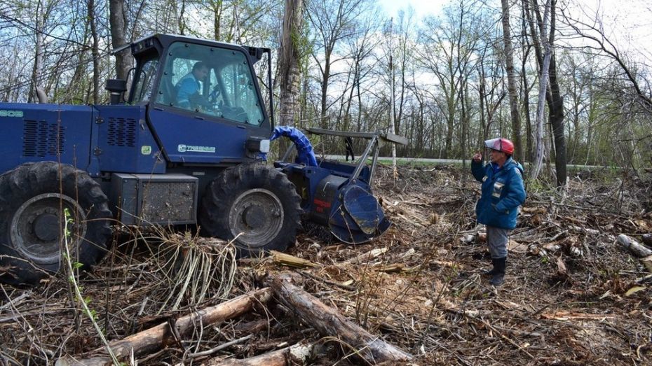 В Грибановском районе свалку деревьев уберут после критики губернатора