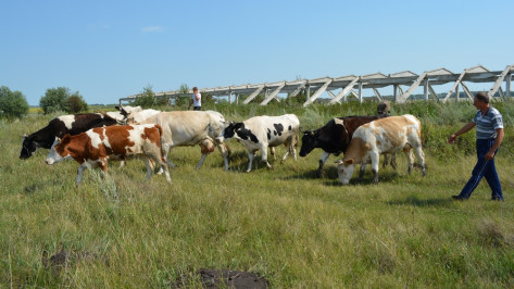 Нижнедевицкие фермеры получили более 5,5 млн рублей на развитие животноводства