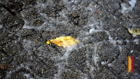 В Воронежской области ожидается гололед