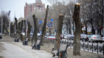 Омолаживание и санитария. Зачем коммунальщики обрезали деревья в центре Воронежа 
