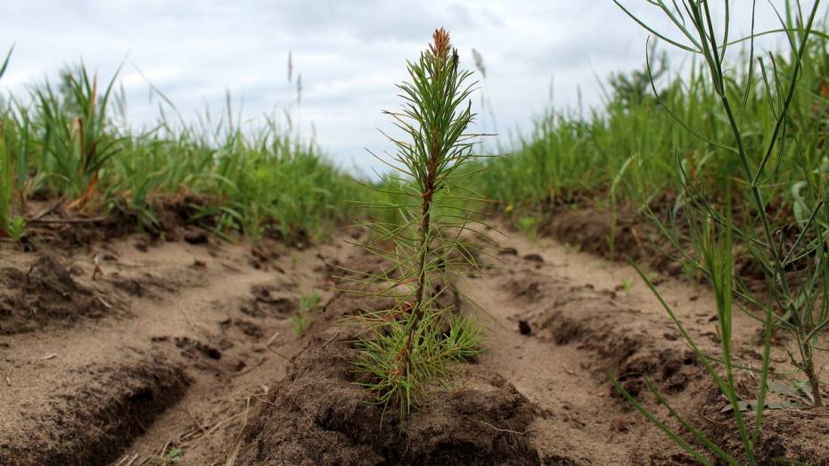 Более 8 млн деревьев посадили в Воронежской области в 2023 году