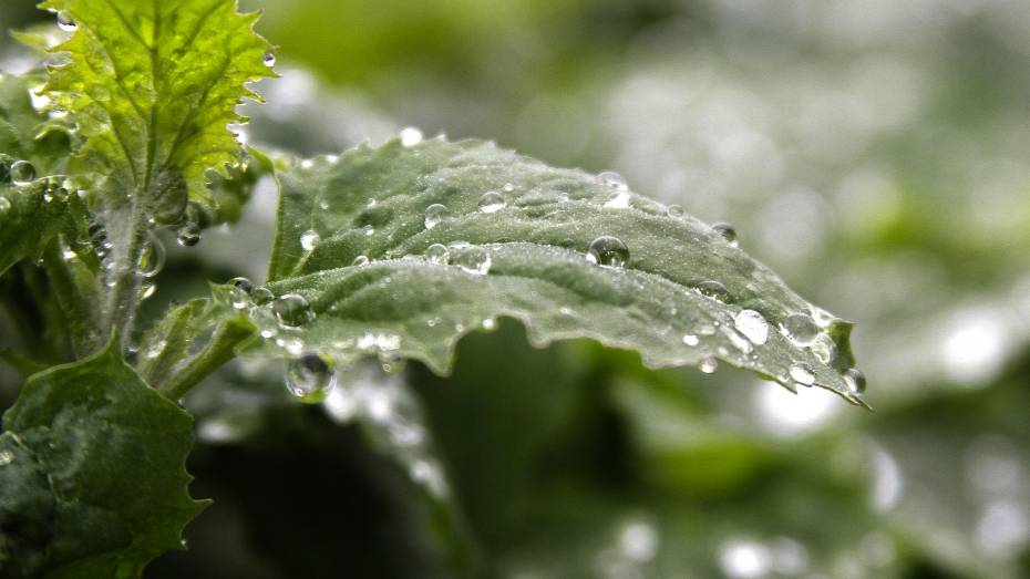 В конце новой рабочей недели в Воронеж придут дожди