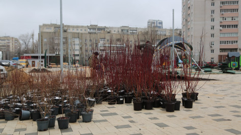 Мэр Воронежа объявил о начале посадки 150 деревьев