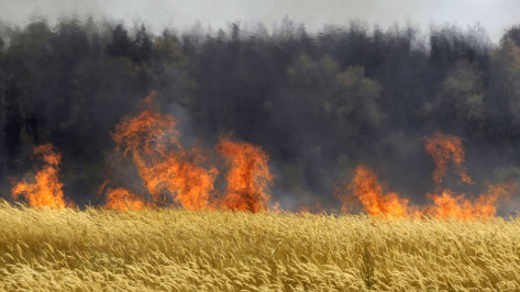 В Кантемировском районе сгорело 40 гектаров пшеницы