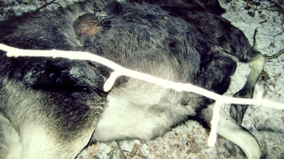 В Поворинском районе браконьеры убили лося