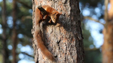 Воронежцы сообщили, что неизвестные травят белок в парке «Танаис»