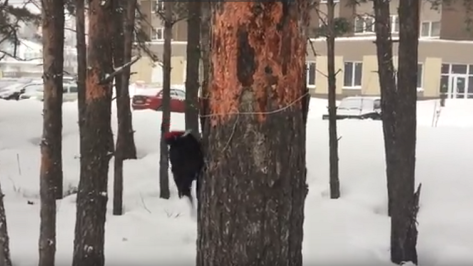 В Воронеже сняли на видео редкого черного дятла 