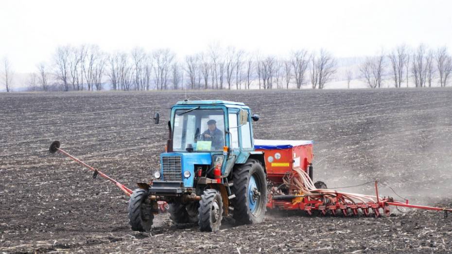 В Воронежской области заготовили 123,7 тыс т семян для весеннего сева