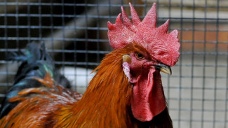 КДК проверит инцидент с брошенным в футбольного тренера петухом в Воронеже