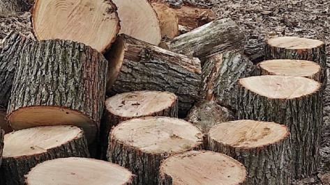 Экологи объяснили причины рубки деревьев в Воронежской нагорной дубраве