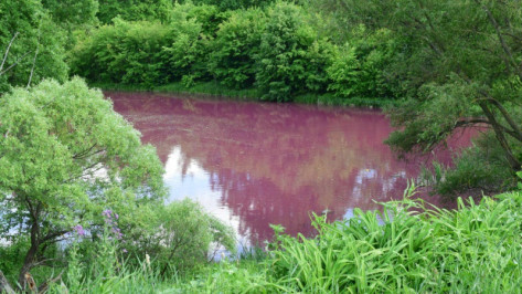 Специалисты рассказали о результатах анализа проб воды в пруду Воронежской области