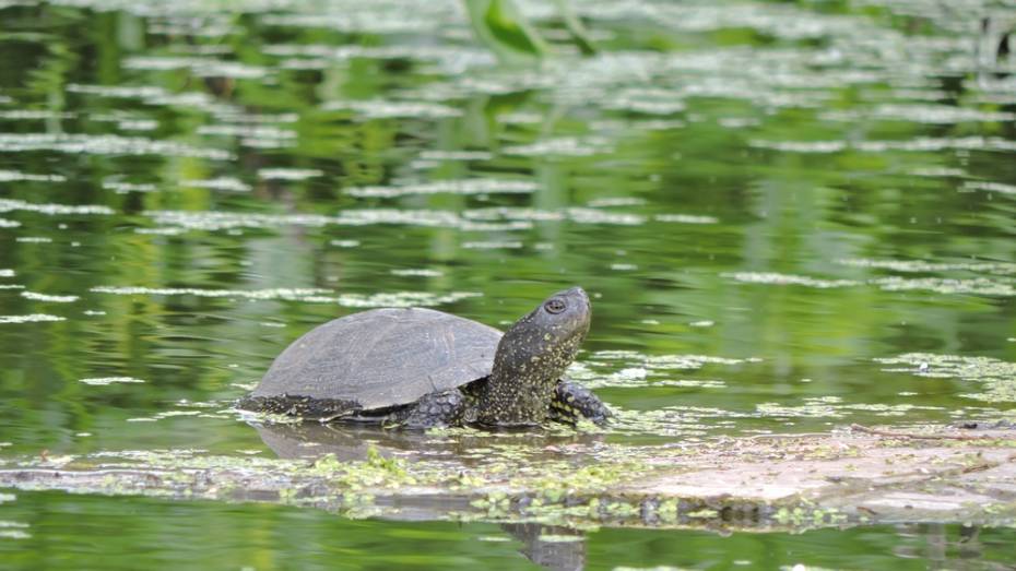В Борисоглебске на улице поселилось семейство болотных черепах
