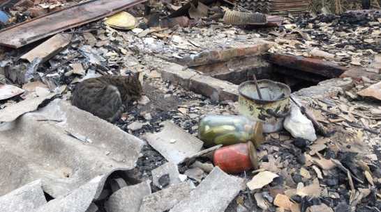 Сбежавшие от пожара кошки стали возвращаться в воронежскую Николаевку