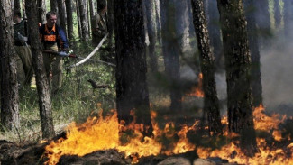 В лесах Верхнемамонского района объявлен 5 класс пожароопасности