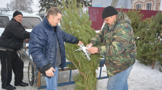 В Нижнедевицке открылся елочный базар