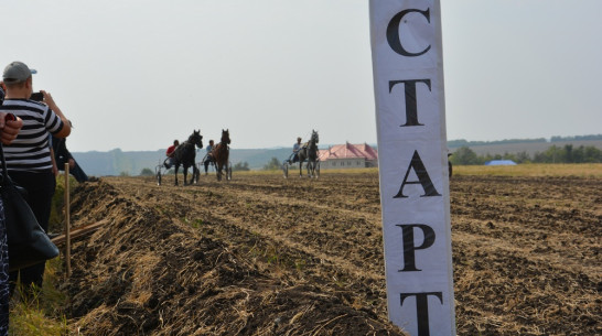 Жителей Кантемировского района пригласили посмотреть конные скачки