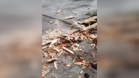 Соцсети: в Левобережном районе Воронежа на женщину упало дерево